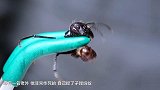 男子把子弹蚂蚁放在胳膊上 下一秒差点哭了！