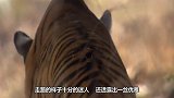 这只猫咪居然不走猫步,踏出了六亲不认的步伐,笑到肚子痛