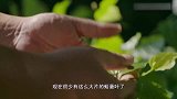 广东人去山上采叶子，充分利用每一片树叶来做菜，一点都不浪费！