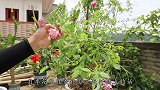 扦插月季迟迟不长根？都是前提工作没做好，细节问题要记住了