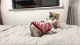 斗牛犬：动动我试试！橘猫：试试就试试