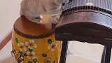 猫：这乐器我也会呀，有啥了不起的！