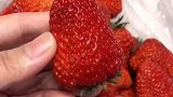 清洗草莓的正确方法来了，看完视频的你学会了吗？快去试试吧