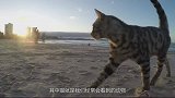 猫咪摔不死不是因为有9条命，看看放慢10倍的镜头是怎样的！