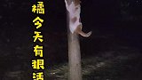 大橘猫咪今天有狠活