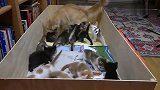 生无可恋的橘猫：早知道就不生这么多了