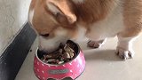 从不挑食，先吃狗粮再吃肉肉和蔬菜