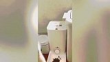 布偶猫：我不仅身价这方面没输过，吃方面也是