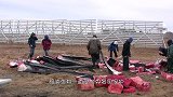 10米长大鲸鱼，在岸边被分割成条，场面太壮观了
