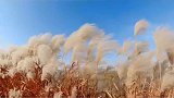 一起来拍秋天芦花飘雪