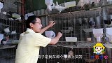 市场买的信鸽，繁殖成活的第一窝，已出壳6天，给鸽子戴脚环