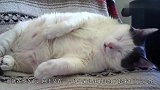 二货主人带公猫做完绝育手术，拆开绷带后喵星人发呆！