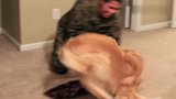 当兵女主人回到家，8个月没见的金毛猎犬简直要把她扑倒