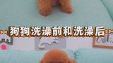 洗澡前后的狗狗亲妈都不认识了！简直就是买家秀和卖家秀