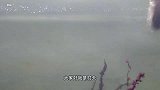 几十条食人鱼围攻大鲶鱼，最后只剩鱼头和鱼骨，捞出来熬汤