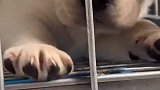 你那无辜的小眼神真是萌到了我，等下给你加鸡腿！