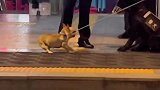 遇到警犬一见钟情，依依不舍的被拉走