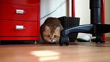 【小猫咪】天啊噜这也太可爱了吧，让我看看是哪个刁想害我
