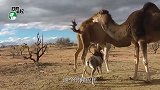盘羊挑衅骆驼，结果却反被骆驼撕咬，镜头拍下全过程
