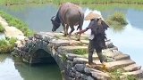 回到童年放牛的情景，多少人羡慕的生活