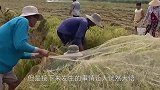 一池绿水里有啥东西老外认真打捞，网友：它们是怎么活下来的