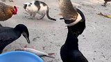 这画面给旁边的猫都吓傻了