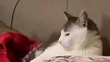 我这小身躯背不起这口大黑锅啊