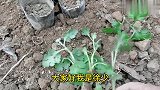 菊花繁殖，买的菊花花谢后要重新扦插，换盆秋天才能开的漂亮
