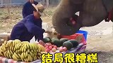 敢撵大象走，后果很严重