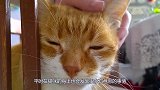 猫咪吸了猫薄荷之后，下一秒失去了控制，镜头记录全过程