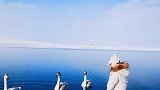 我来陪你玩吧，之后天鹅宝宝就这样望着、久久不愿离去！