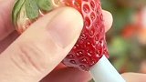 草莓快速去蒂大家都学会了么