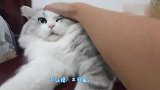 尾巴精小猫咪，尾巴摇的跟小狗一样