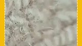 天然居家除螨包，再也不会皮肤瘙痒了