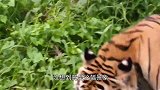 女子放生老虎，5年后的再次相遇，老虎竟然扑上去一口咬住了头！