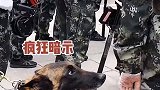 德牧：羞的我都脸红了