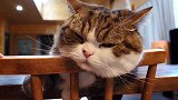 趴在椅子上的猫咪，看这奶凶奶凶的样子，人家好怕怕！