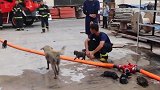 萌化了！消防员火场里救出5只小奶狗 为它们急救按摩洗澡超有爱