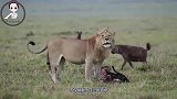 鬣狗盯上了小长颈鹿，结果被长颈鹿妈妈一脚给赶走了