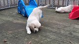 大暖男金毛犬的搞笑视频集锦