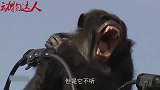 顽皮的黑猩猩真会作死，居然爬到高压线上玩，结果悲剧了！