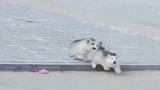 阿拉斯加小奶狗：看完这，还有人不承认我们是一家人的吗
