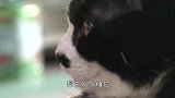 调皮小猫咪跳进鸡窝，瞬间被鸡群淹没，在里面动弹不得