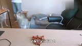 食物摆在跟前主人却不在，哈士奇会偷吃吗？结局笑翻了