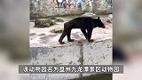 贵州一动物园黑熊被曝瘦脱相“饿成狗”，工作人员：它从小吃青菜，相对瘦一点