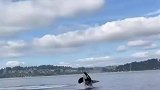 虎鲸在岸边吓岸上的海狮