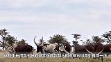 非洲巨角神牛，牛角能换两法拉利，神奇！