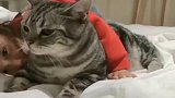 狸花猫现在的小孩，惹不起，忍忍算了