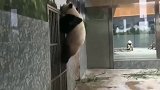 熊猫：身手好了得的熊宝，这次能越狱成功吗？