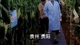玉米田间交流活动，网传专家铺地毯到田里